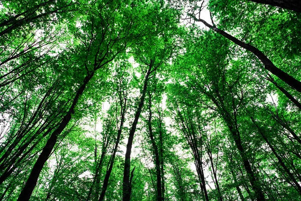 Skogsträd — Stockfoto