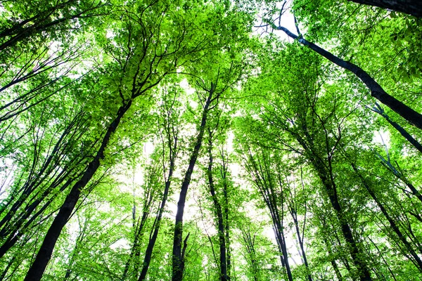 Bos bomen — Stockfoto