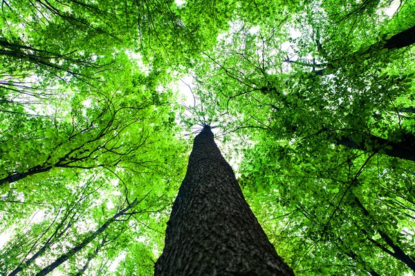 Дерев лісу — стокове фото