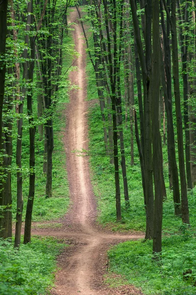 Gångväg i grön skog — Stockfoto