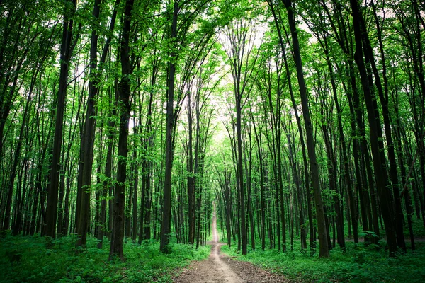 Pad in groen bos — Stockfoto