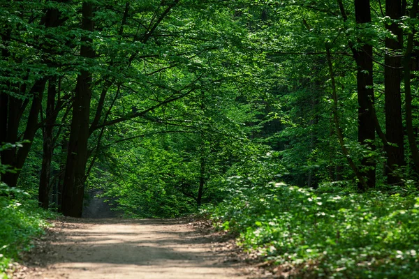 Camino en el bosque verde —  Fotos de Stock