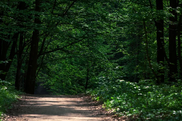 Caminho na floresta verde — Fotografia de Stock
