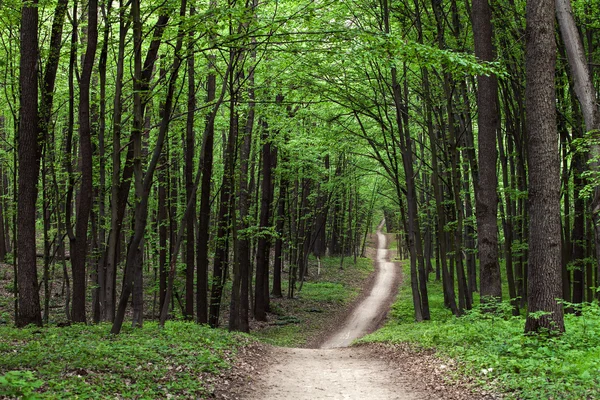 Polku vihreässä metsässä — kuvapankkivalokuva