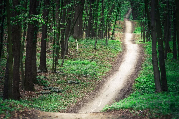 Pathway in green forest — Stock Photo, Image