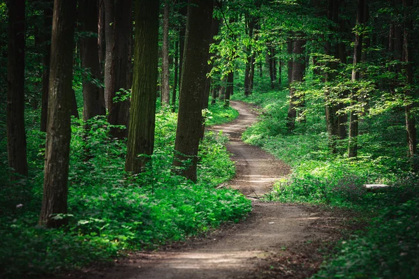 Hermoso bosque verde — Foto de Stock