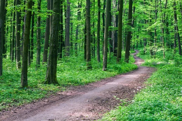 Gångväg i grön skog — Stockfoto