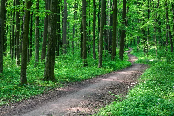 Chemin dans la forêt verte — Photo