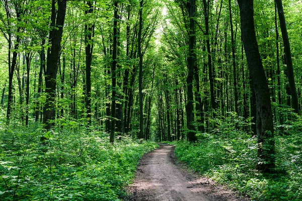 Camino en el bosque verde — Foto de Stock