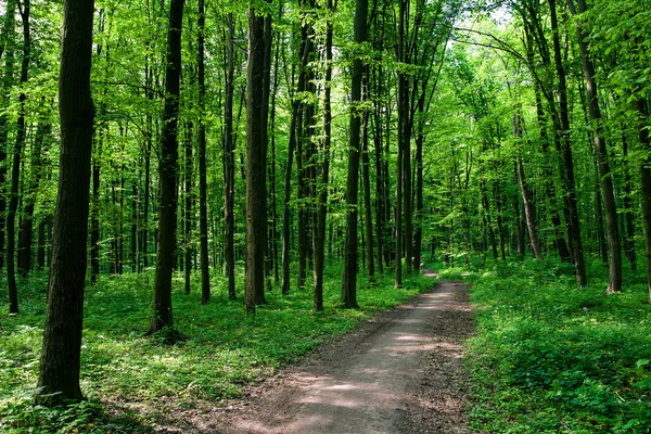 Ścieżka w zielonym lesie — Zdjęcie stockowe