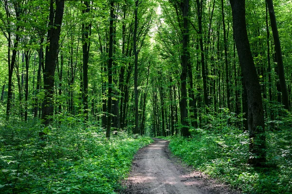 Стежка в зеленому лісі — стокове фото
