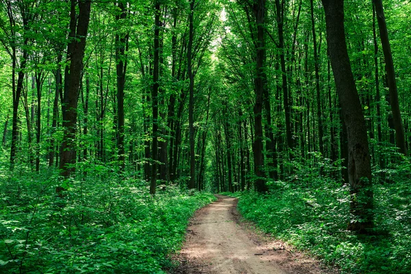 Стежка в зеленому лісі — стокове фото