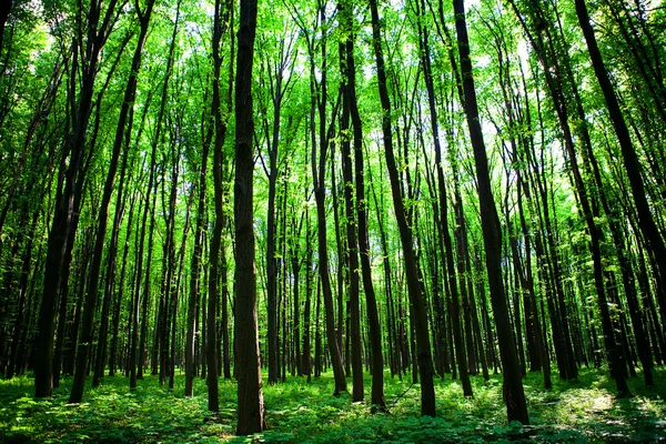 Grüner Wald — Stockfoto