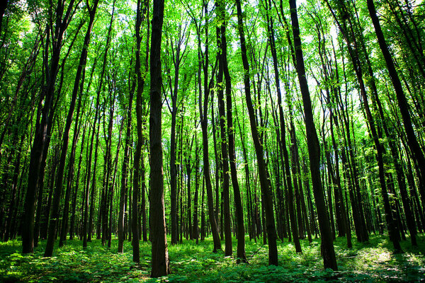 Зеленый лес
