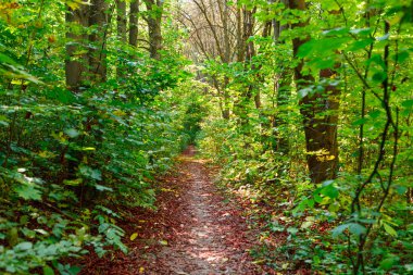 Güzel bir sonbahar parkı. Sonbaharda Orman.