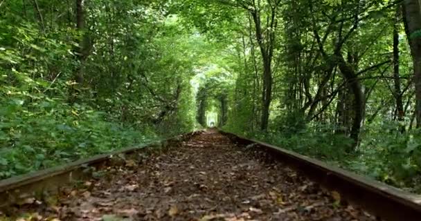 Tunnel av kärlek — Stockvideo