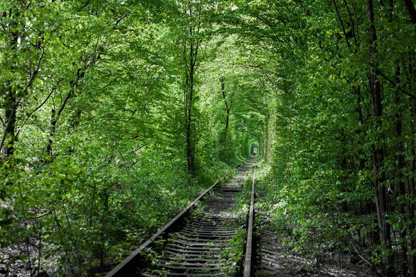 Залізниця Весняному Лісовому Тунелі Кохання — стокове фото