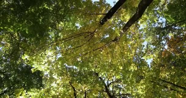 Nádherný podzimní park. Les na podzim. — Stock video
