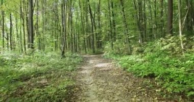 Güzel bir sonbahar parkı. Sonbaharda Orman.