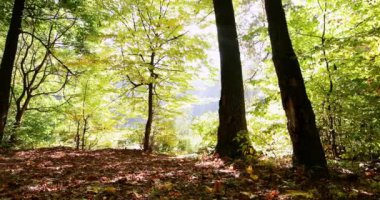 Güzel bir sonbahar parkı. Sonbaharda Orman.