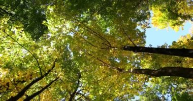 Güzel bir sonbahar parkı. Sonbaharda Orman.