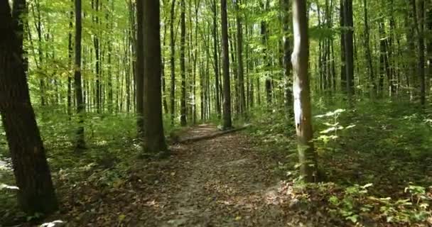 Vacker höstpark. Skog på hösten. — Stockvideo