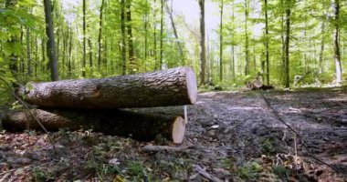 Ormanda devrilmiş ağaçlar