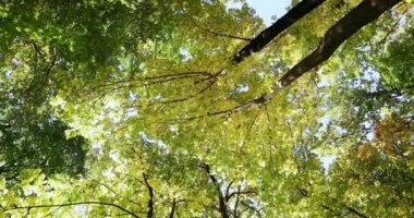 Güzel bir sonbahar parkı. Sonbaharda Orman