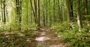 Güzel bir sonbahar parkı. Sonbaharda Orman