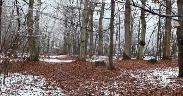 Прогулянка лісом під час снігопадів взимку — стокове відео