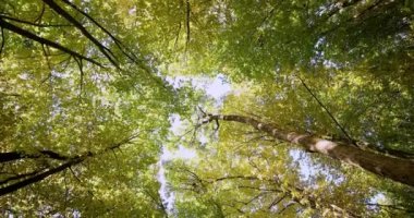 Güzel bir sonbahar parkı. Sonbaharda Orman