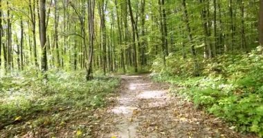 Güzel bir sonbahar parkı. Sonbaharda Orman