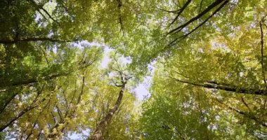 Güzel bir sonbahar parkı. Sonbaharda Orman