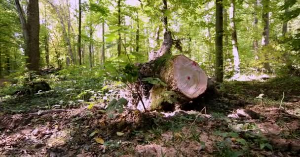 Árboles talados en el bosque — Vídeos de Stock