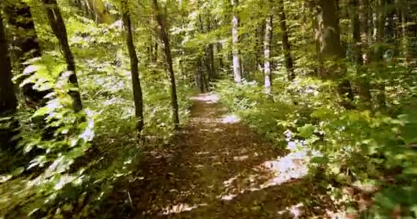 Vacker höstpark. Skog på hösten — Stockvideo