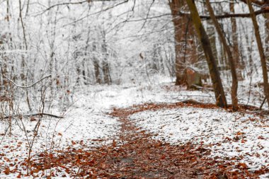 orman doğa kar ahşap arka plan ağaç