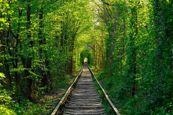 Uma ferrovia no túnel de amor da floresta de primavera — Fotografia de Stock