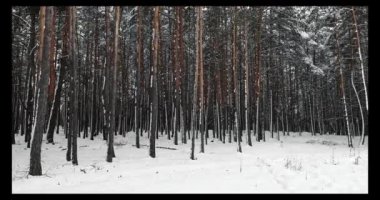 Güzel Kış Ormanı