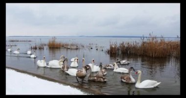 Kışın nehir kenarında bir grup güzel beyaz kuğu.