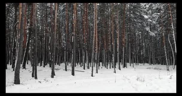 Bella foresta invernale — Video Stock