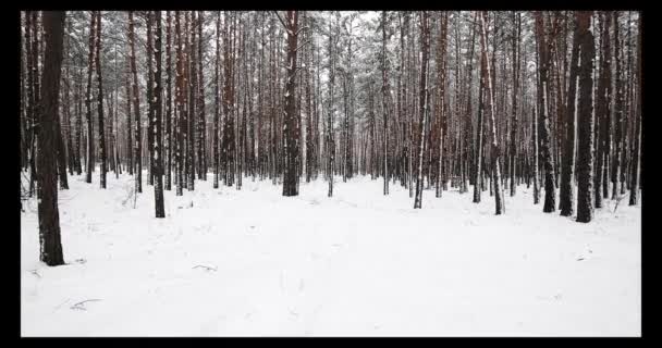 Bela floresta de inverno — Vídeo de Stock