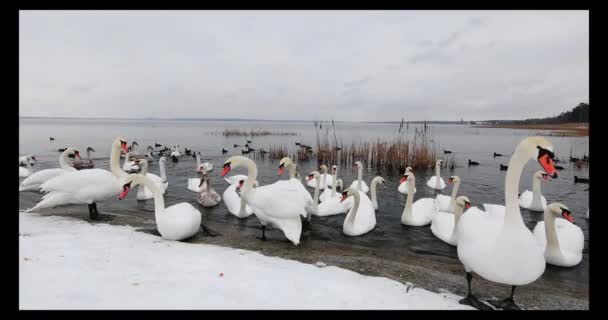 Ομάδα όμορφων λευκών κύκνων στην όχθη του ποταμού τη χειμερινή ημέρα — Αρχείο Βίντεο