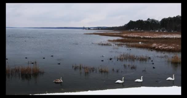 Groupe de beaux cygnes blancs au bord de la rivière en journée d'hiver — Video