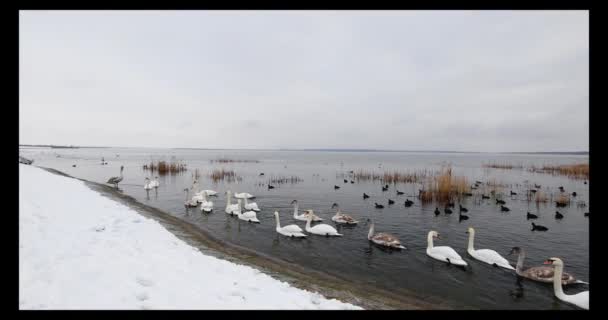 Grupa pięknych białych łabędzi na brzegu rzeki w zimowy dzień — Wideo stockowe