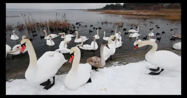 Gruppe af smukke hvide svaner på flodbredden om vinteren – Stock-video