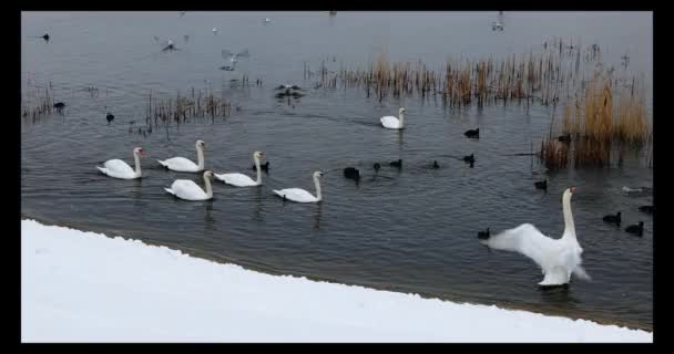 Grupo de belos cisnes brancos na ribeira no dia de inverno — Vídeo de Stock