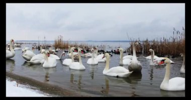 Kışın nehir kenarında bir grup güzel beyaz kuğu.