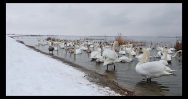 Kışın nehir kenarında bir grup güzel beyaz kuğu.