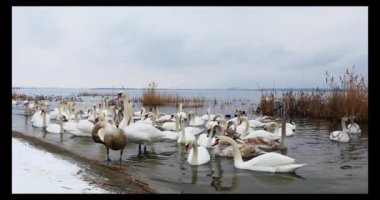 Kışın nehir kenarında bir grup güzel beyaz kuğu.