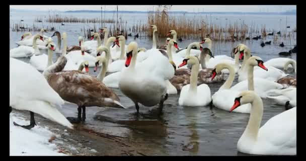冬の日に川沿いの美しい白い白鳥のグループ — ストック動画